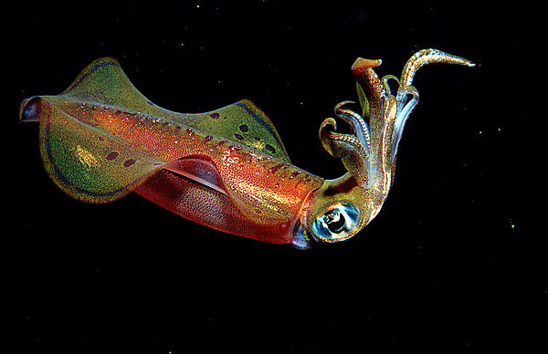 squid