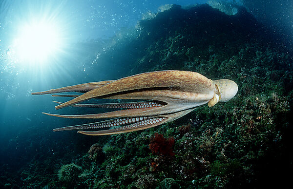 Octopus