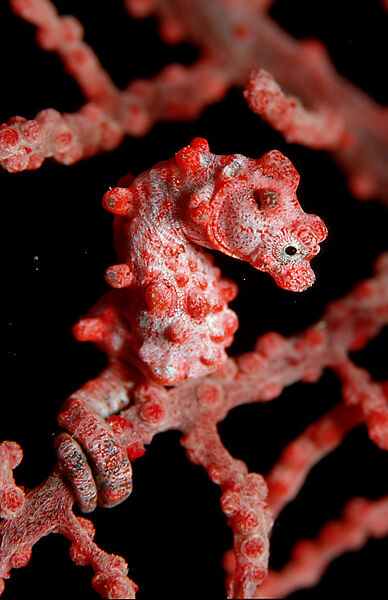 pygmy seahorse