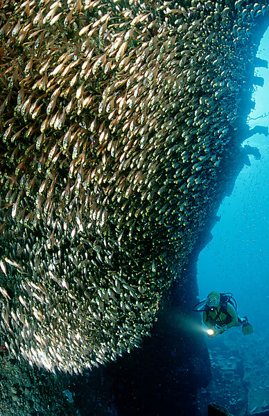 Glasfische und Taucher am Schiffswrack