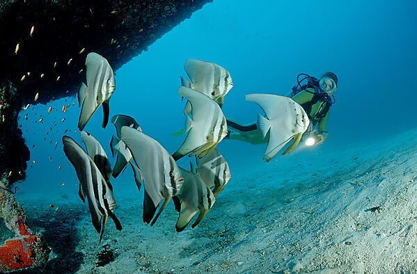 Fledermausfische und Taucher