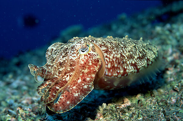 Cuttlefish