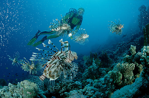 lionfish, turkeyfish and scuba diver