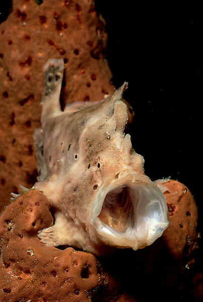 Gaehnender Kroetenfisch