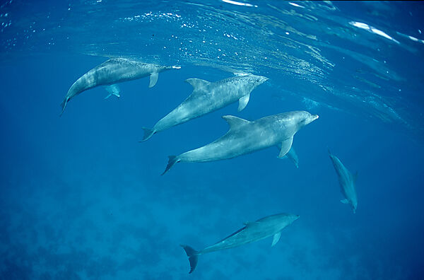 Grosser Tuemmler, Delphin, Delfin