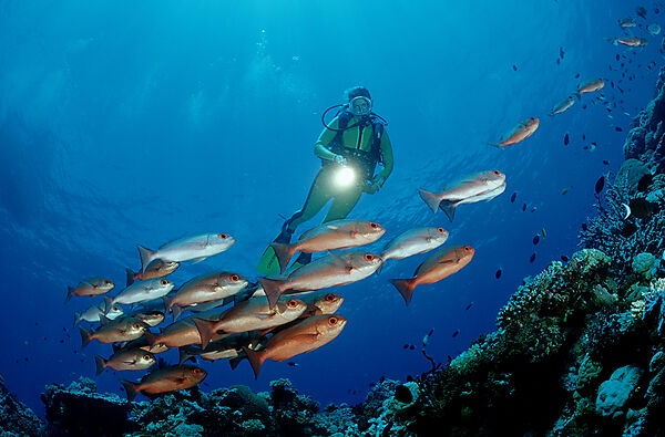 Pinjalo snapper