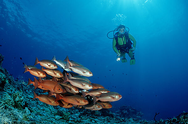 Pinjalo snapper