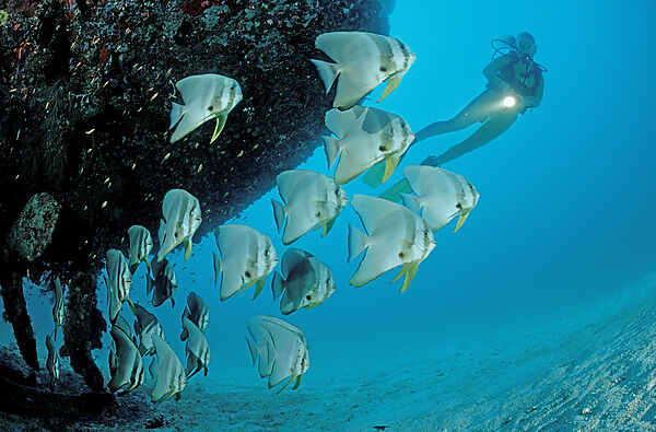 Fledermausfische und Taucher
