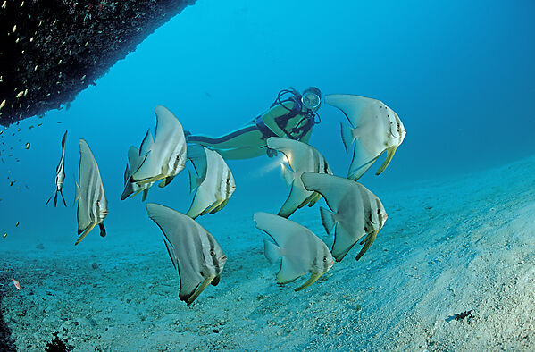 Pinnate batfish and scuba diver