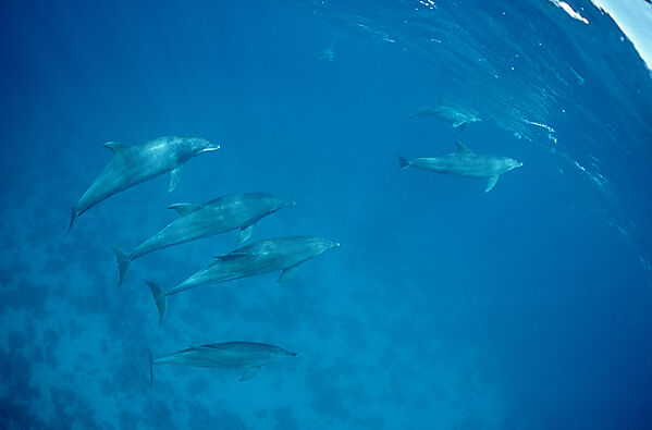 bottlenose dolphin family