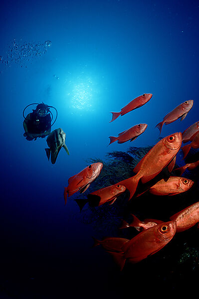 Schooling Crescent-tail bigeye and scuba diver
