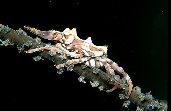 Gorgonian Crab