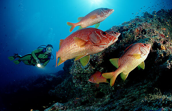 Longjawed squirrelfish and scuba diver