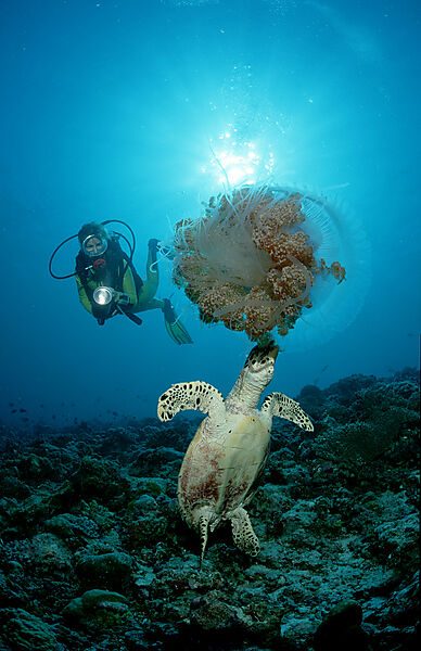 Hawksbill turtle eating jellyfish