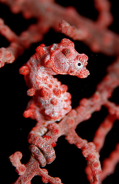 pygmy seahorse