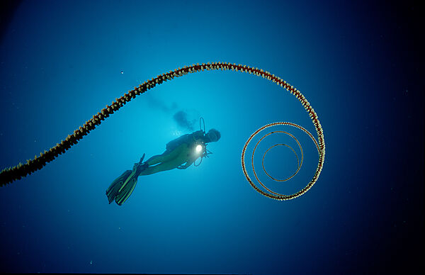 Spiral wire coral and scuba diver