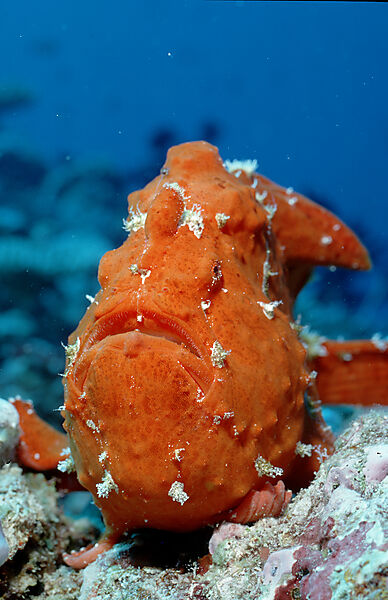 Giant frogfish