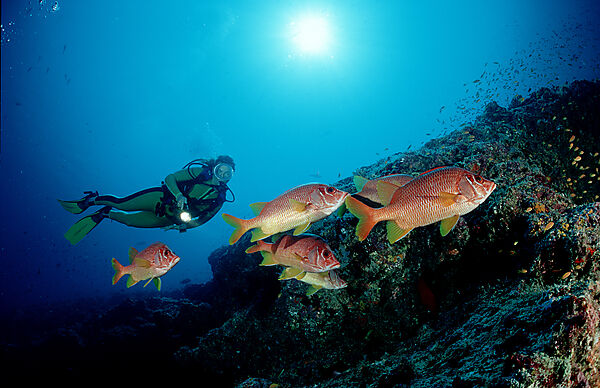 Longjawed squirrelfish and scuba diver