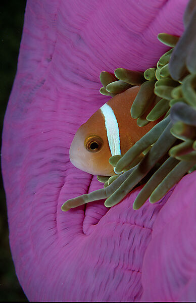 Anemone fishes