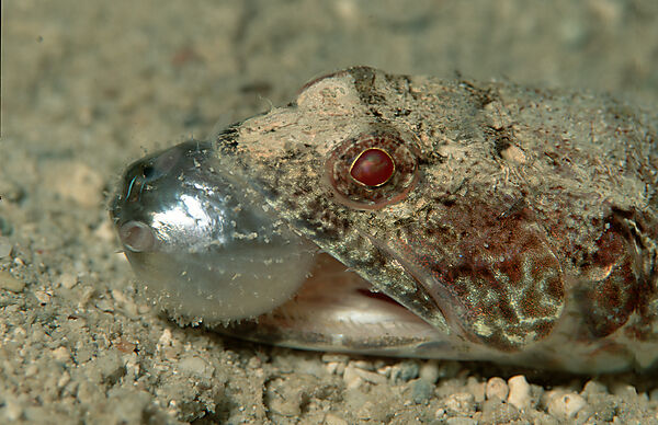 Eidechsenfisch frisst Kugelfisch
