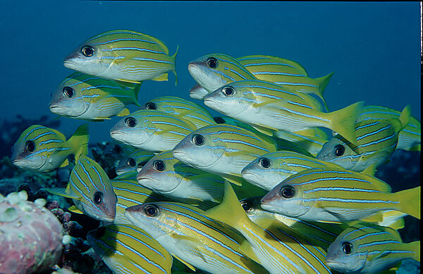 Fivelined snapper