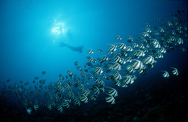 Longfin bannerfish and scuba diver