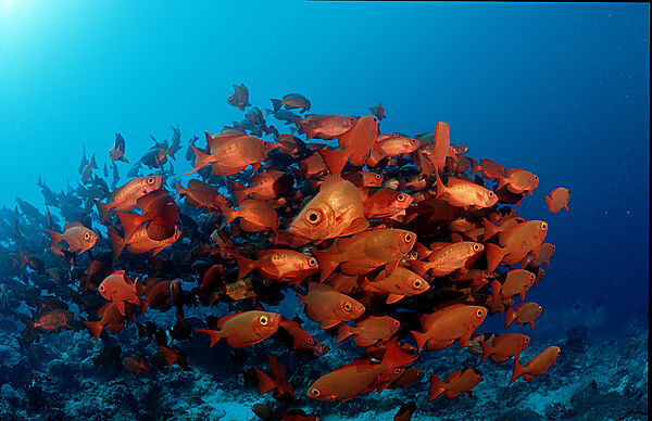 Crescent-tail bigeye