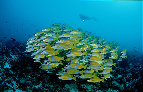 Fivelined snapper and scuba diver