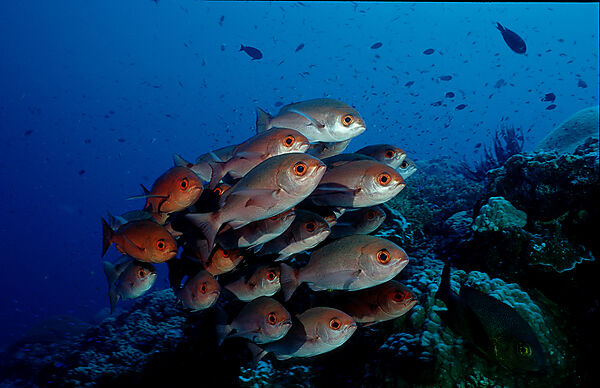 Crescent-tail bigeye