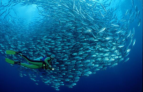 Bigeye trevally and scuba diver