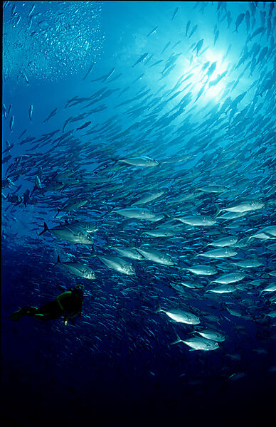 Bigeye trevally