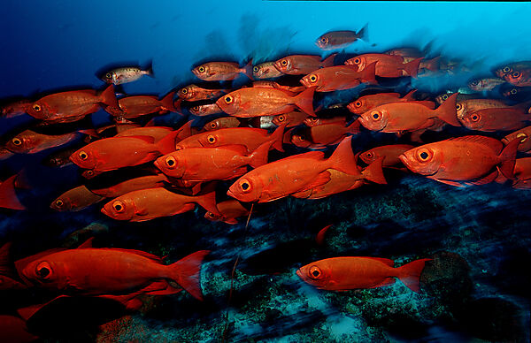 Crescent-tail bigeye