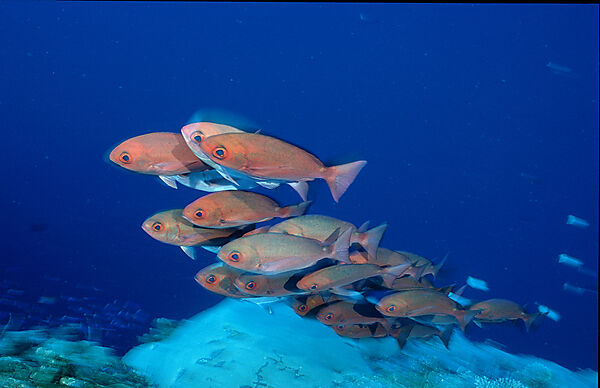 Crescent-tail bigeye