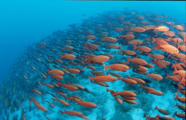 Crescent-tail bigeye