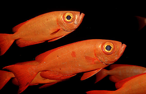 Crescent-tail bigeye