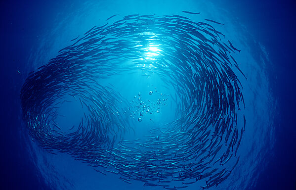Blackfin barracuda