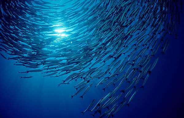 Blackfin barracuda