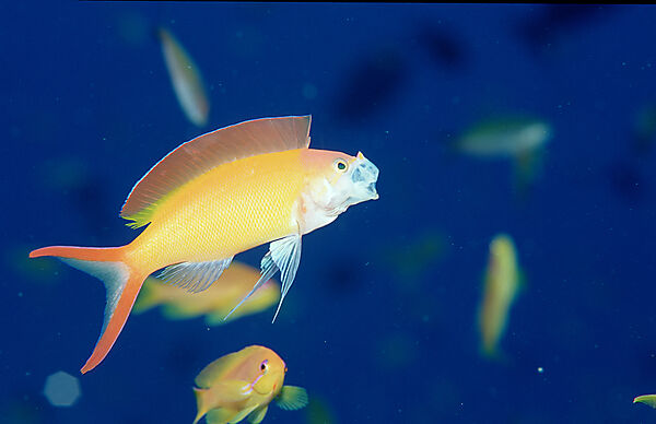 anthias