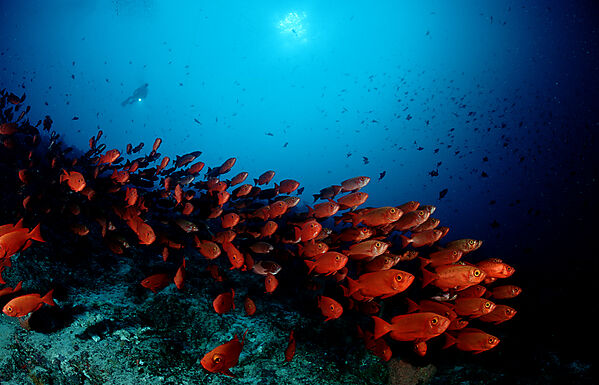 Crescent-tail bigeye