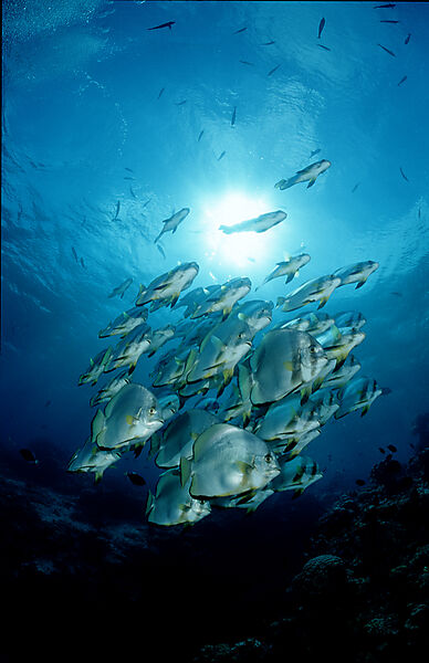 Longfin batfish