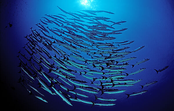 Blackfin barracuda