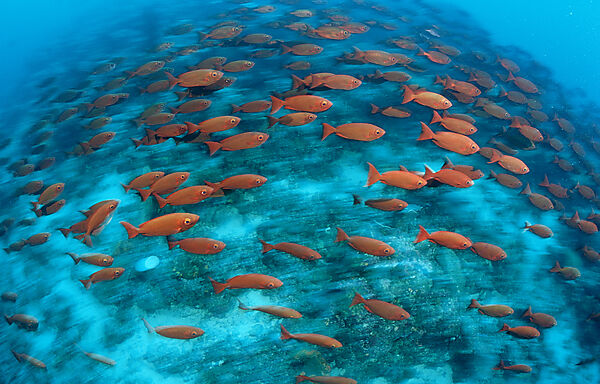 Crescent-tail bigeye