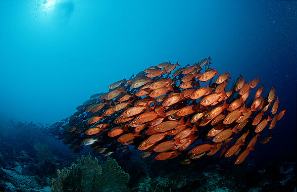 Crescent-tail bigeye