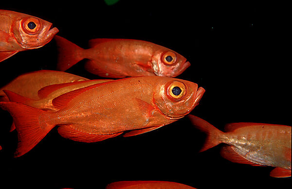 Crescent-tail bigeye