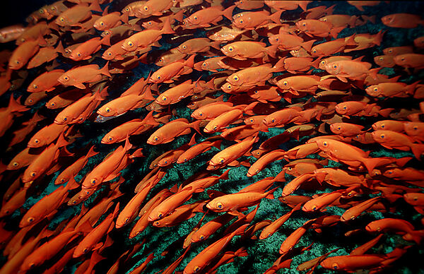 Schooling Crescent-tail bigeye