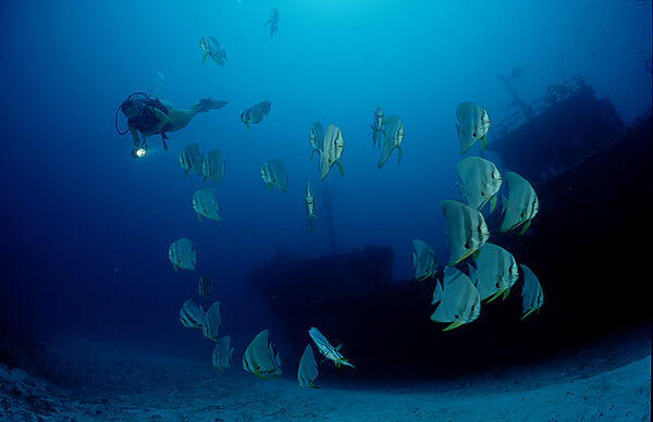 Fledermausfische und Taucher am Schiffswrack