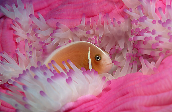 Pink anemonefish