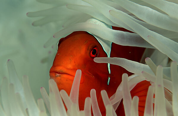 Spinecheek clownfish