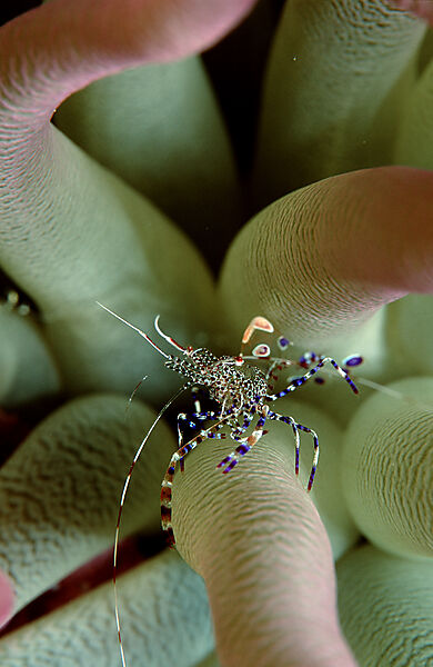 shrimp in anemone