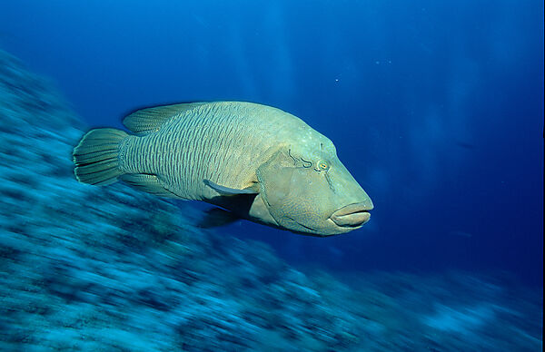 Napoleonfisch, Napoleon